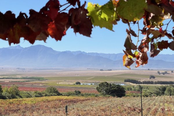 swartland-film-collective-farming-005