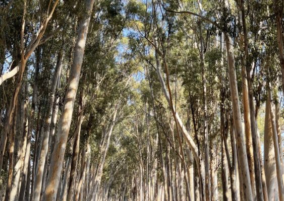 swartland-film-collective-farming-011