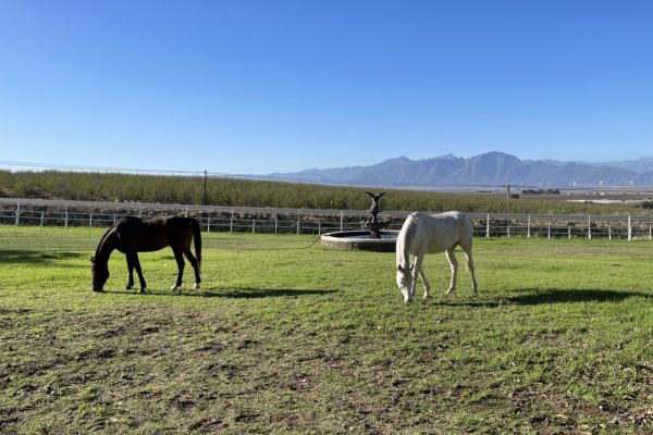 swartland-film-collective-farming-014