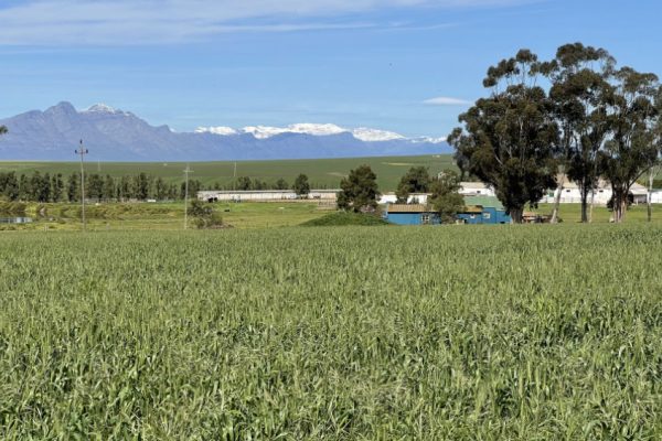 swartland-film-collective-farming-015